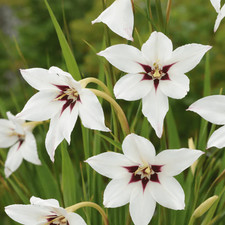 60 x Acidanthera Peacock