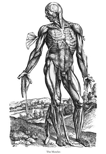 Ml30 vintage medical anatomy - ml30,