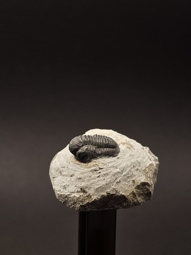 Authentic gerastos trilobite - authentic,