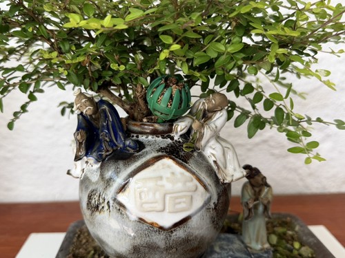 Bonsai tree lonicera outdoor - bonsai,