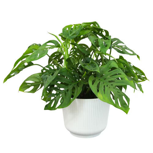Swiss cheese monstera - 6, in.