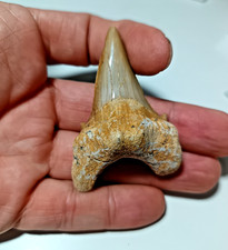 LARGE 6.4cm/2.5 Inch Eocene