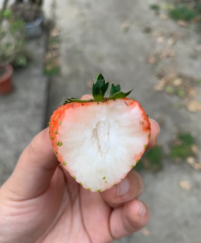 Pink white strawberry - pink/white,