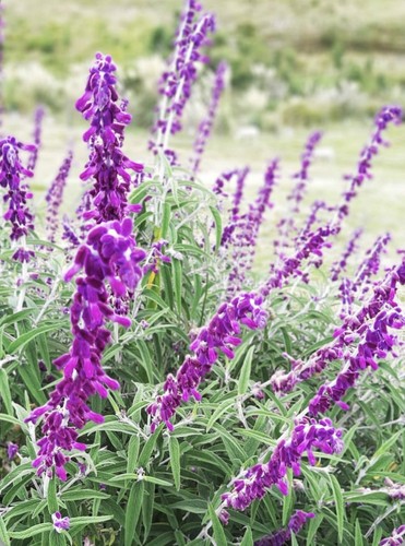 Salvia leucantha mexican bush - leucantha,,