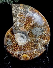 Large Ammonite Madagascan
