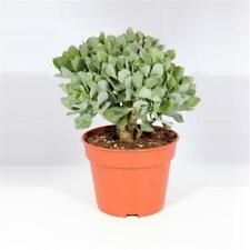 Crassula undilatifolia house plant in a 17cm pot. Wavy leaf jade plant