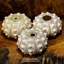 3 x Sea urchin Sputnik 5-7 cm. Perfect for crafts and air plants or terrarrium