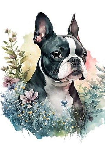 Boston terrier dog greeting - boston,