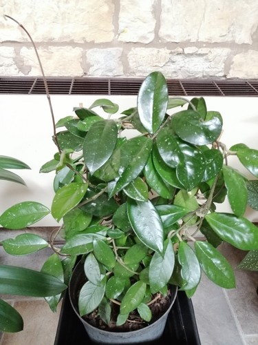 Mature hoya carnosa - mature,