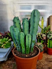 Myrtillocactus Geometrizans -