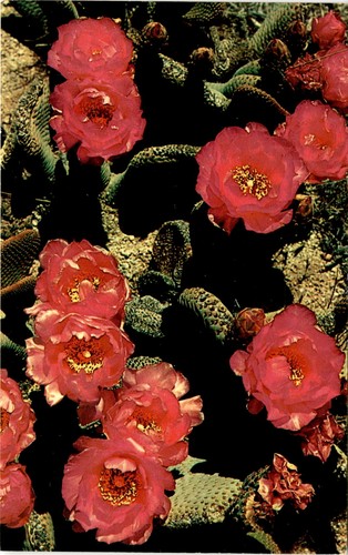 Beavertail cactus mojave - beavertail,