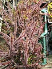 Carnivorous Plant Drosera
