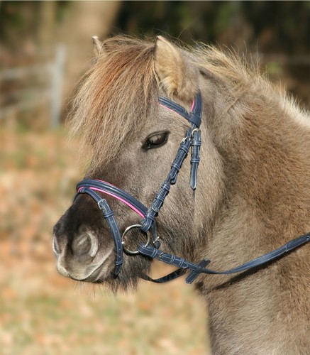 Shetland bridle with - shetland,