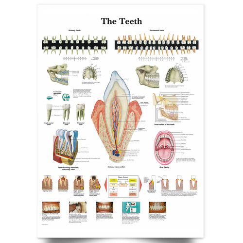 Dental dentist tooth - dentist, teeth