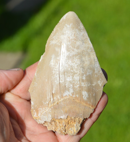 Large genuine megalodon - large,