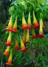 brugmansia sanguinea red angel's trumpet 1 plant