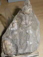Trilobite Double GERASTOS