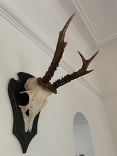 Fine Antlers of a Roe Deer 605