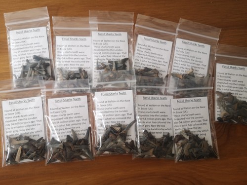 Fossil sharks teeth - 10g,