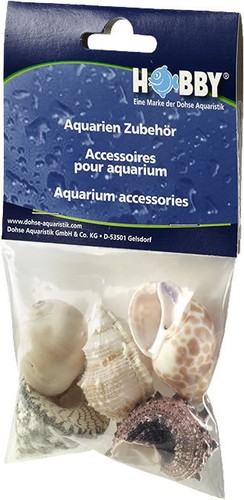 Hobby sea shells reef - hobby,