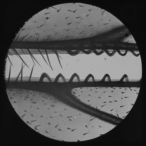 Microscope photo hind - microscope, legs