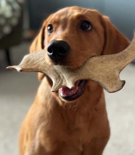 Fallow deer antler dog - antler, chew