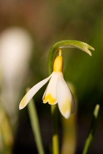 Galanthus ecusson or - galanthus, d'or
