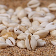 BEAUTIFUL GOLDRING COWRIE