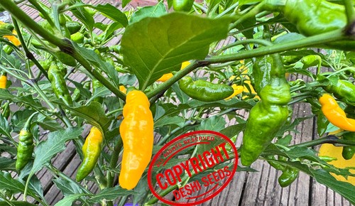 Yellow submarine chilli pepper - yellow,