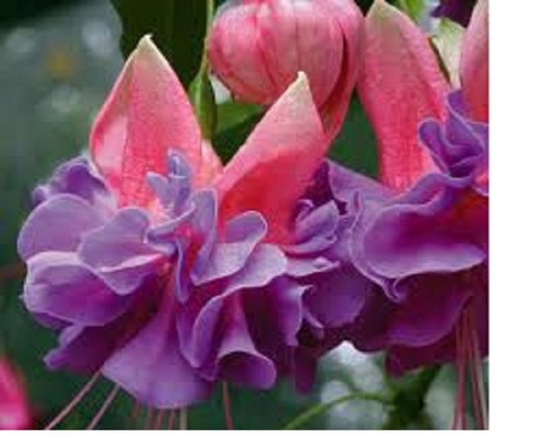 Fuchsia charlie dimmock - 1, x