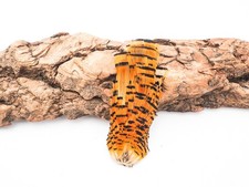 LARGE GOLDEN PHEASANT TIPPETT