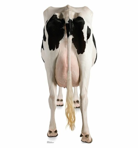 Cow rear life - cow's, life-size