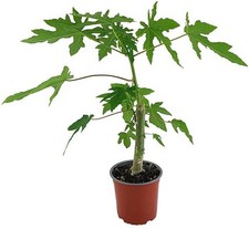 Giant Papaya - A young plant. Approx 40 -60 cm .Thailand . Organic. ?