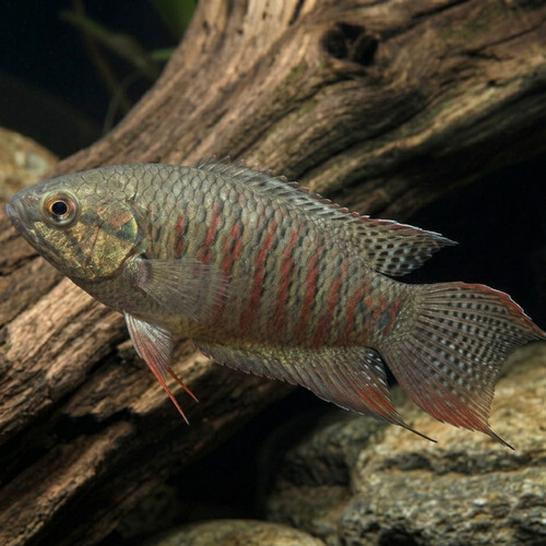 Pack black paradise gourami - black,