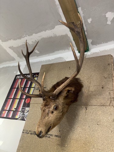 Large red deer stag - large,