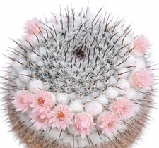 Mammillaria ritteriana SEEDS -