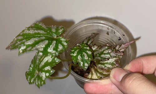 Begonia benitochiba rooted - 'benitochiba',