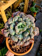 Echeveria Heart's Delight |
