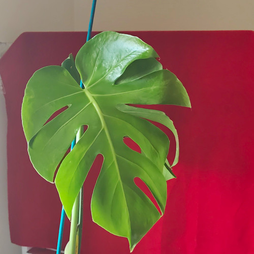 Swiss cheese plant - swiss, (monstera