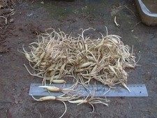 100 x Wild Garlic (Ramsons) Bulbs. Allium ursinum + Extra. Best eBay price?