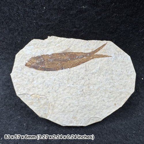 Fossil small fish - small,