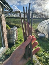 10x Grey Willow Cuttings  30cm