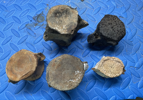 Lot whale vertebrae - of,