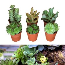 6 Sempervivum Succulent Plant