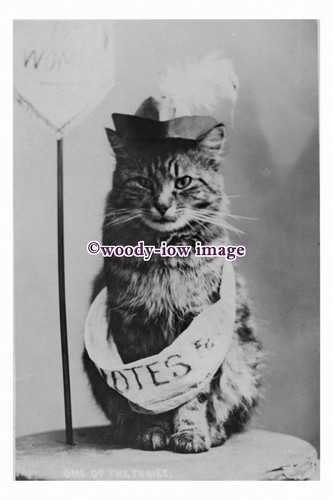 Rp00651 suffragette cat with - -,