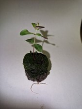 Eucalyptus Cider Gum, Eucalyptus Gunnii Plug Plant