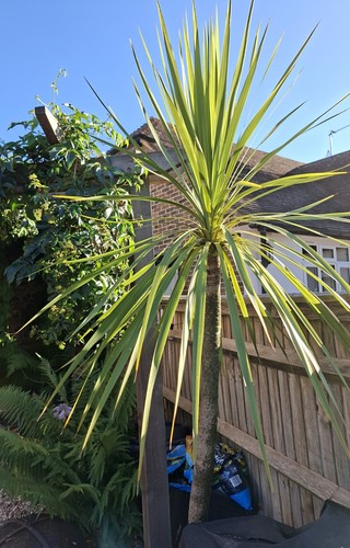 Cordyline australis in - cordyline,