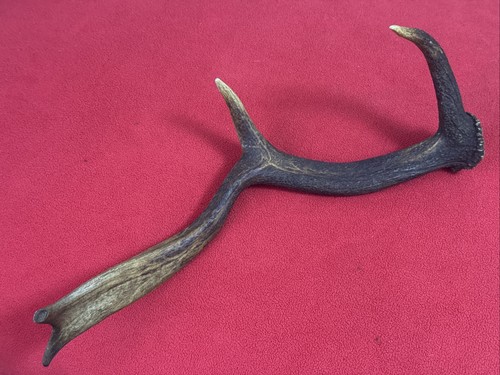 Fallow deer antler 238g - fallow,