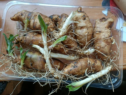 Organic freshly dug washed - organic,