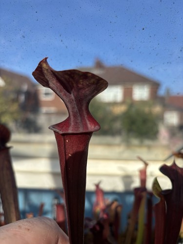Sarracenia flava var